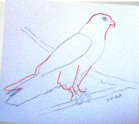 Disegnare gli uccelli - Prima lezione